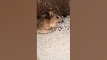 He Won’t Come Down And He’s Still Screaming! 😡🤯