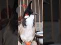 💎Bird Singing🥰 #นกกรงหัวจุก#chàomàohót #คนรักนกแดนสะตอ