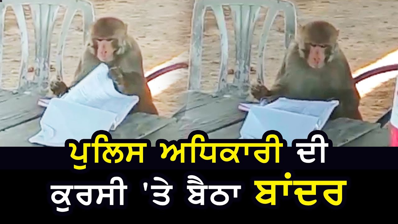 ਵੇਖੋ, Jalandhar ਦੇ ਇਸ ਚੌਕ `ਚ ਲੱਗਿਆ Monkey ਦਾ ਨਾਕਾ