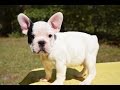French Bulldog Puppies Florida