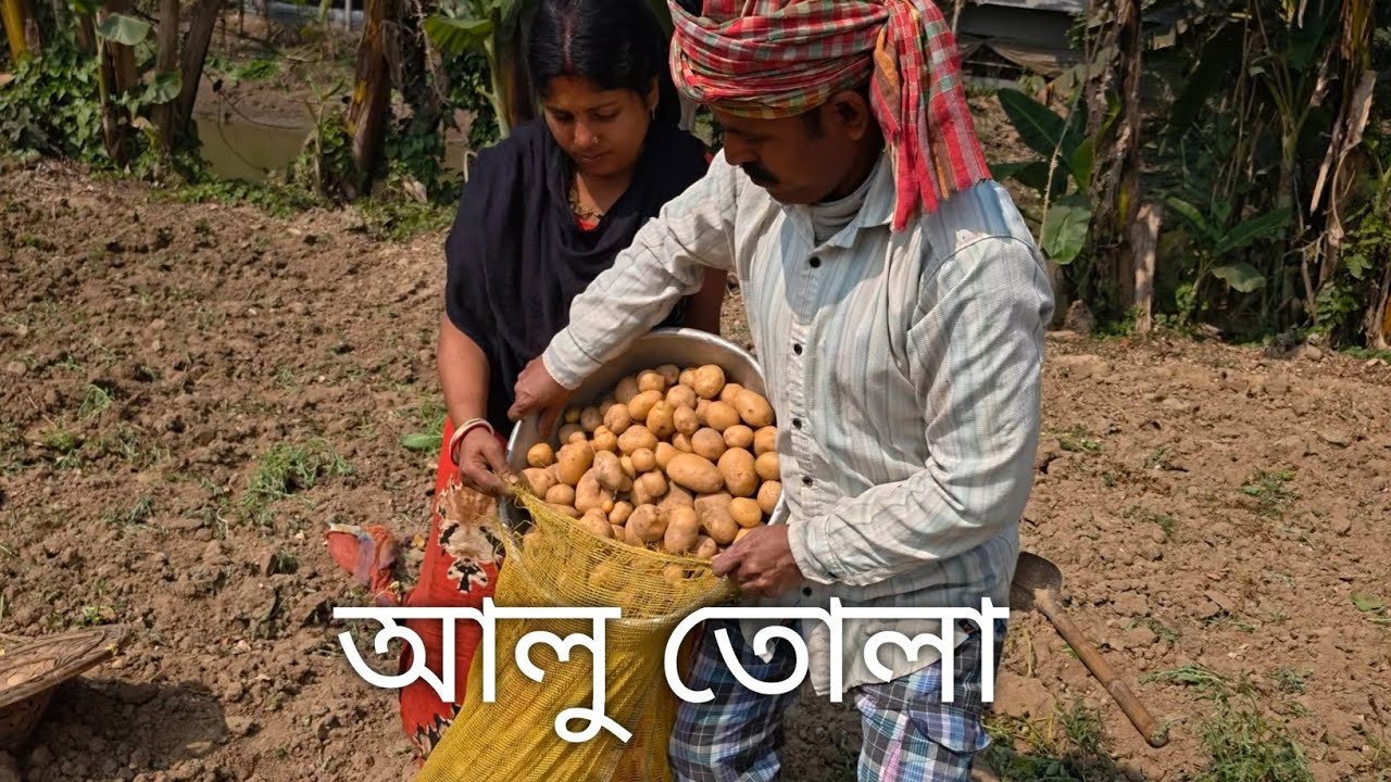 আলু তোলা 🥰❤️ #video #trending #viral #viralvideo 