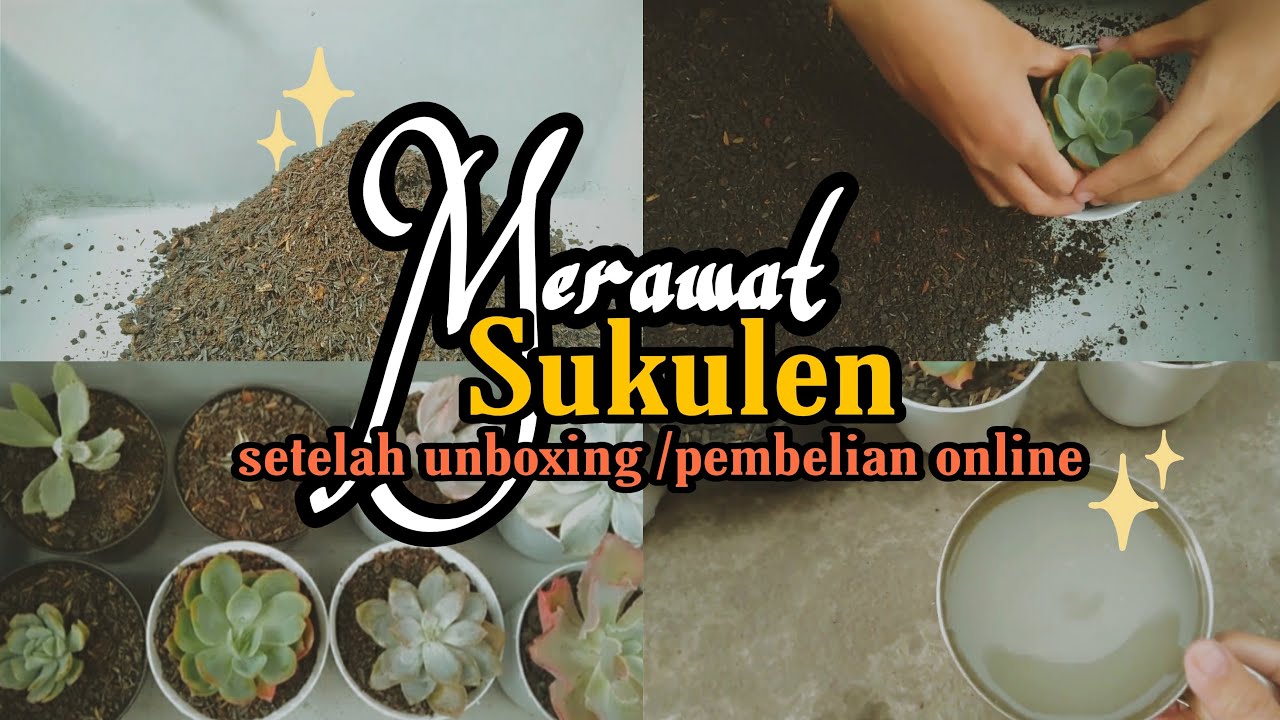 CARA MERAWAT SUKULEN | PERAWATAN SUKULEN SETELAH UNBOXING | SILENT