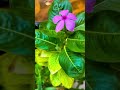 #viralvideo #travel #lifeisbutadream #ringtone #tredning #nature #trendingshorts #love