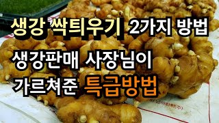 [24-34]생강 싹틔우는 2가지 방법, 생강판매 사장님이 가르쳐준 특급방법