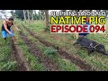 EP94 - NATIVE PIG : Simpleng Salo-Salo | BUHAY PROBINSYA - San Pablo City, Laguna