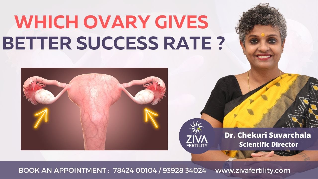 Which Ovary Gives Better Success Rate Female Fertility Ovulation