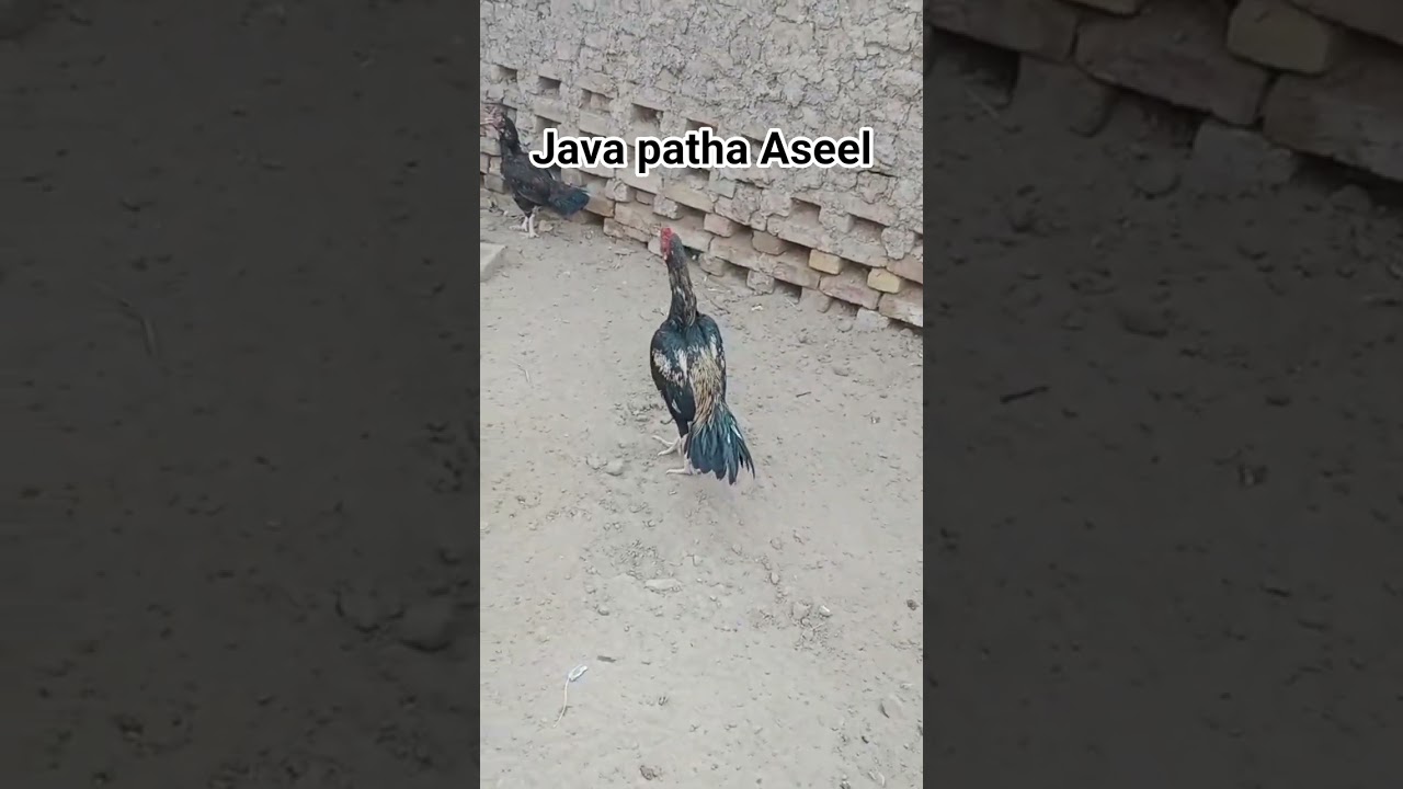 Java patha Aseel 