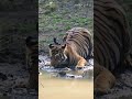 Thirsty Tiger in Wonderland Kabini π