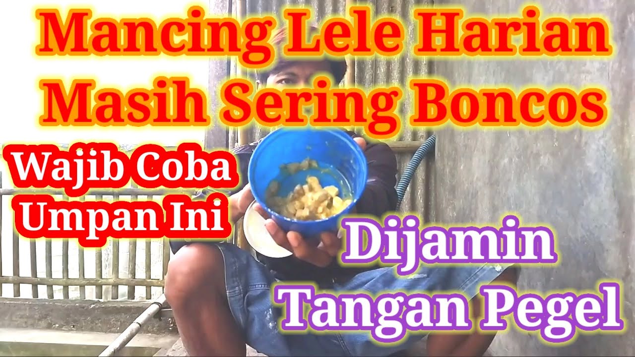 Umpan Lele Harian Paling Neter!! Dijamin Tangan Pegel
