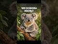 КОАЛА СПИТ 20 ЧАСОВ? #коала #эвкалипт #животные