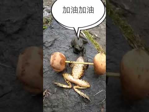 funny-frogs-video