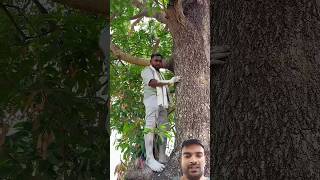 aam todne ka jugad 😅#comedy #funny #desi #video