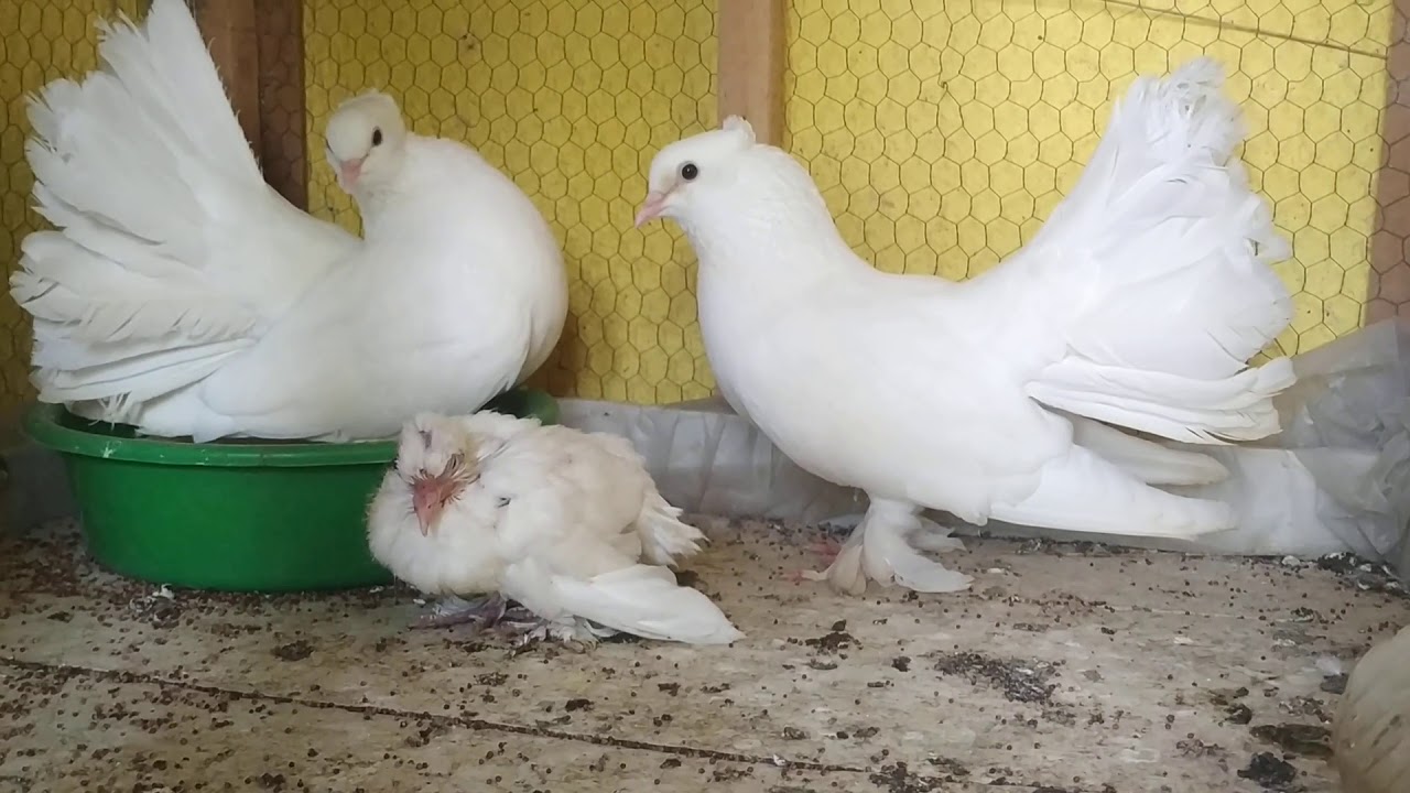 Indian Fantail Pigeon Confirm Breeding Pair For Sale In Banglore Sold Out Youtube