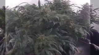 1st Grow  Flower Day 56