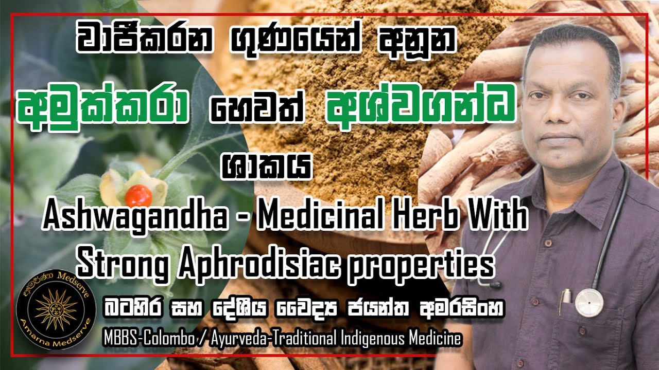 වාජීකරණ ගුණයෙන් අනූන අමුක්කරා හෙවත් අශ්වගන්ධ ශාකය | Ashwagandha - Medicinal Herb