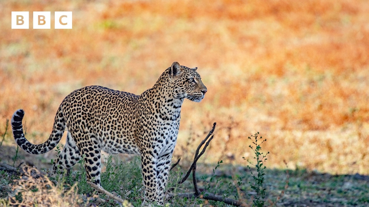 Young leopard tries to steal from her mum | Kingdom - BBC