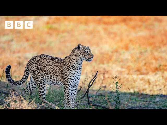 Lessons From Leopard BBC: Young Leopard Tries To Steal Fr…: English ESL video lessons