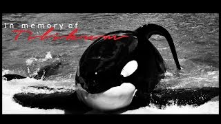 [ In memory of Tilikum ♥ ] by Galinette1208 23,507 views 7 years ago 2 minutes, 31 seconds
