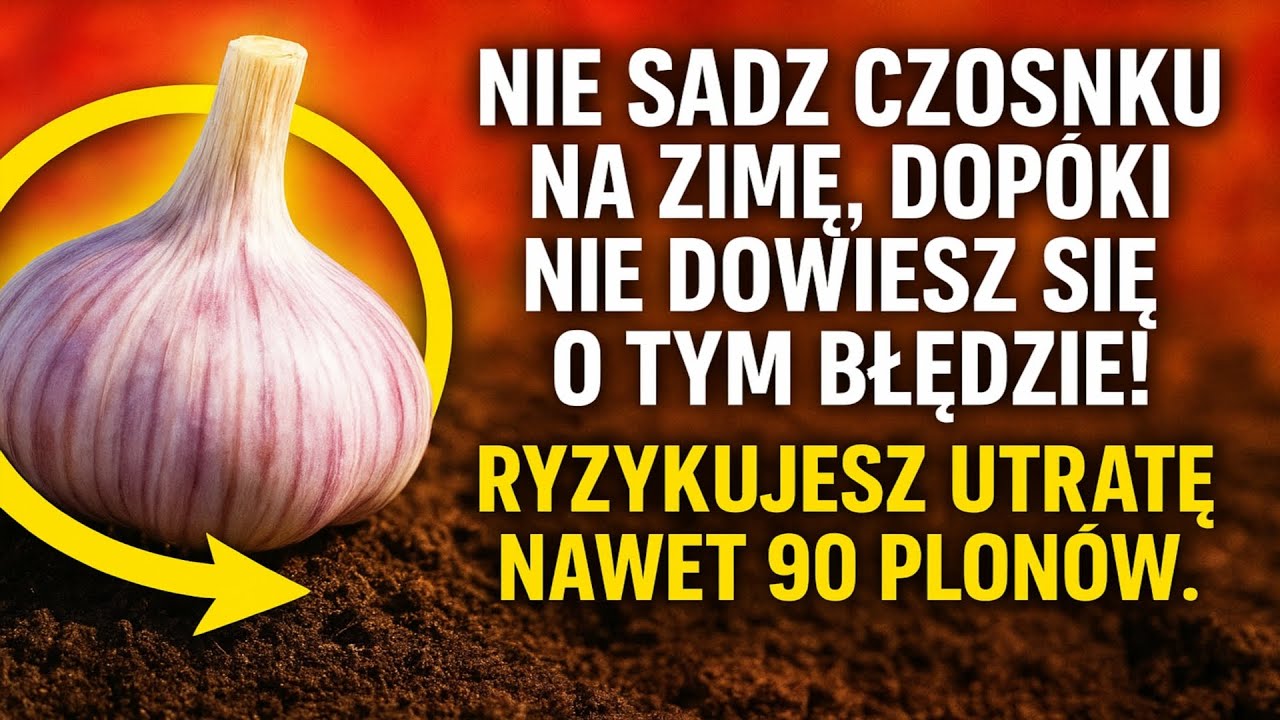 Nie sadź czosnku na zimę, dopóki nie dowiesz się o TYM błędzie! ❌ Ryzykujesz utratę nawet 90% plonó