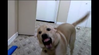 Yellow Lab puppy HATES vacuum - show's her teeth