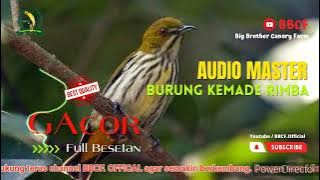 MASTERAN BURUNG KEMADE RIMBA GACOR FULL BESETAN#shorts