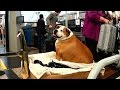Why Dog Weighing 165 Pounds Travels in First Class