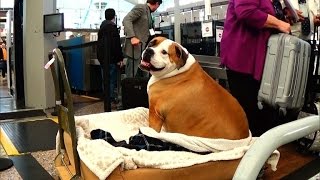 Why Dog Weighing 165 Pounds Travels in First Class