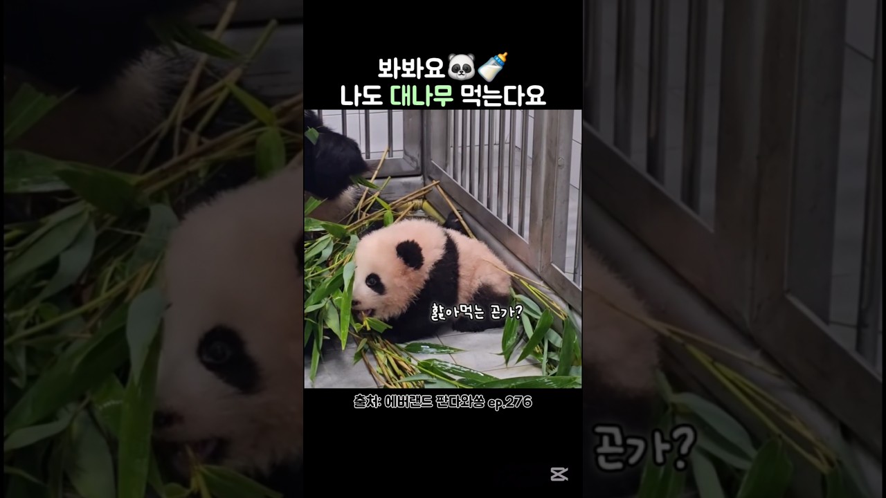 슈바오~ 벌써 대나무를 먹으려고?😂 #슈바오 #넷째바오 #아이바오 #babypanda #shubao