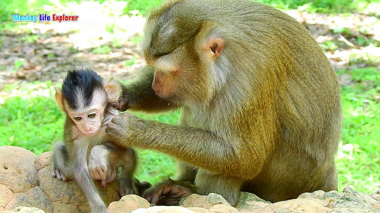 Pigtail monkey Bonita kidnapping gorgeous baby Quinton BUT Quiton cannot runs away to mom Queen.