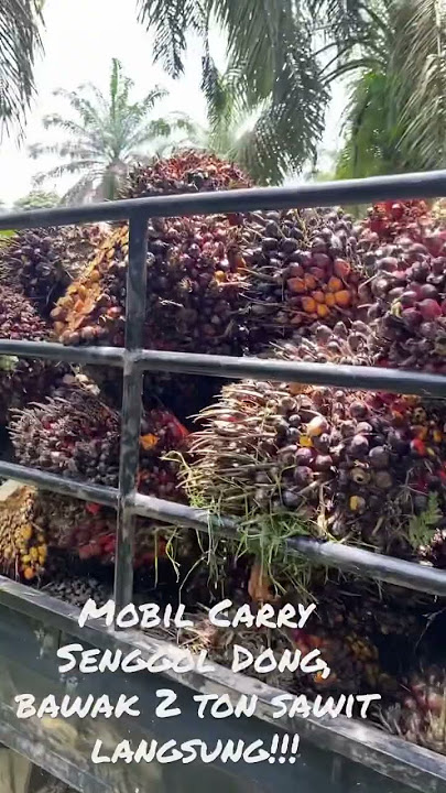 Mobil Carry Muatan 2 Ton Lebih Sawit Besar, Senggol Dong!!!!#shortvideo #petanisawit #7