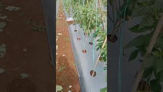 timu mulai berbunga#part3