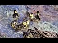 Check these Disney baby Ducks out!