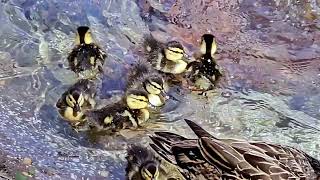 Check These Disney Baby Ducks Out