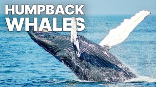 Gigantic Humpback Whales | Beautiful Giants by Beautiful World 389 views 12 days ago 52 minutes