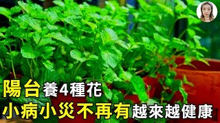 摘片葉子就能治病，從此小病小災都不怕，老中醫家裡都養這4種花！|花花世界