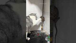 Famous The Terrifying Reason Mice Don’t Escape Cats #animals #cat #cute Wealth