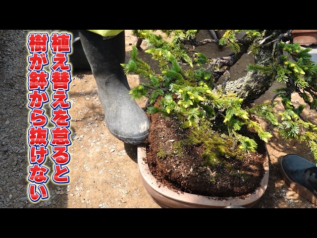 古い木の鉢　刳抜 古い木の鉢 刳抜
