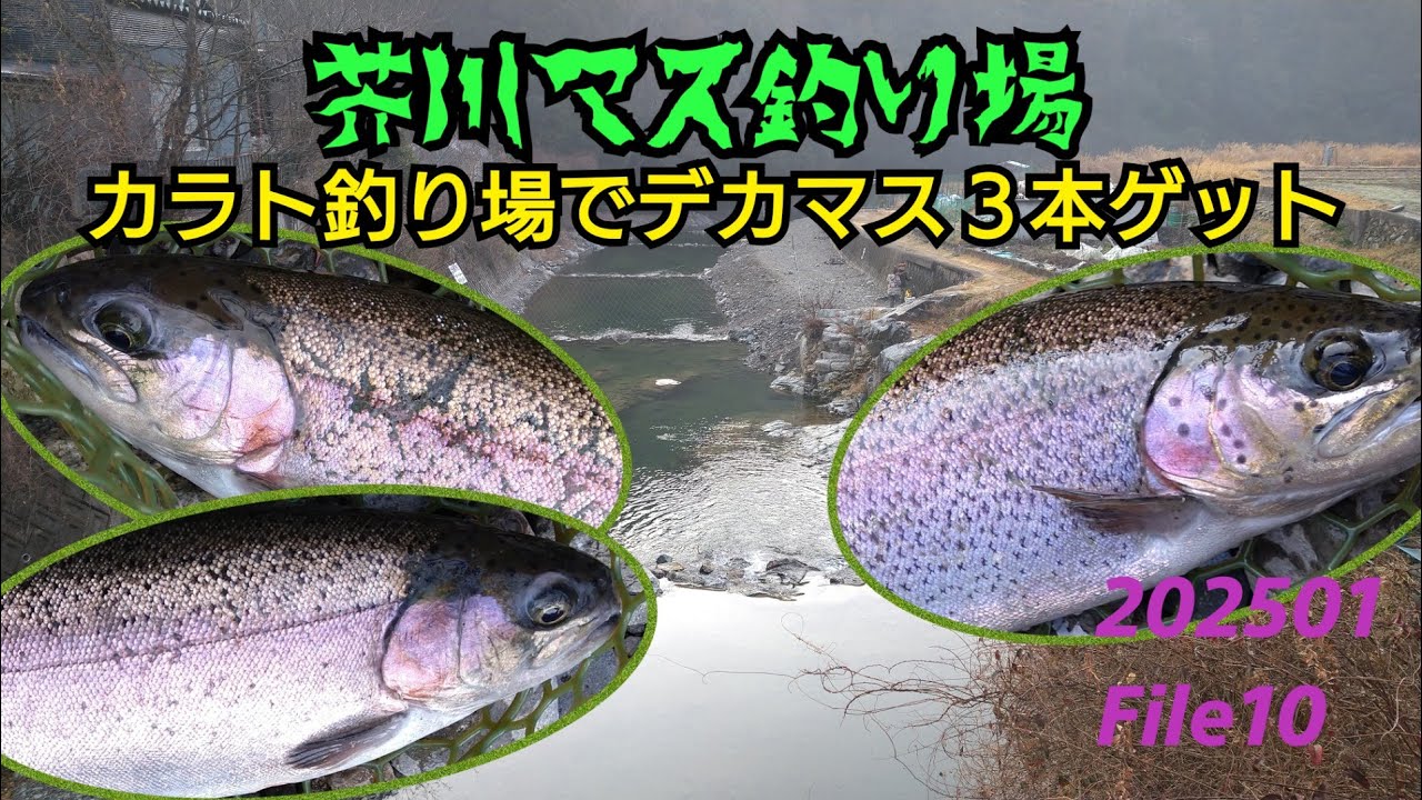 芥川マス釣り場 File10 ルアー＆フライ カラト釣場 大型ニジマス3本