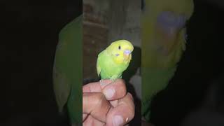 😍😍periquito portador de ino y canela