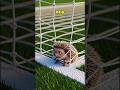 A Little Hedgehog Rescue! #shorts #kindness