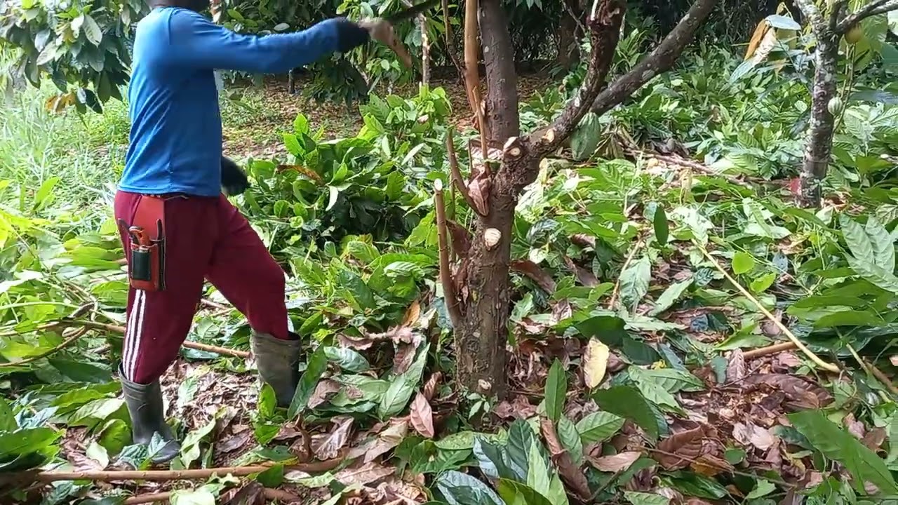 retirando broto do cacau velho