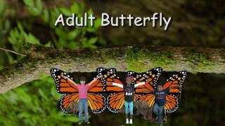 Butterfly Life Cycle by AASD Students