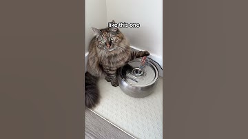 The #1 Vet Recommended Cat Fountain 😸