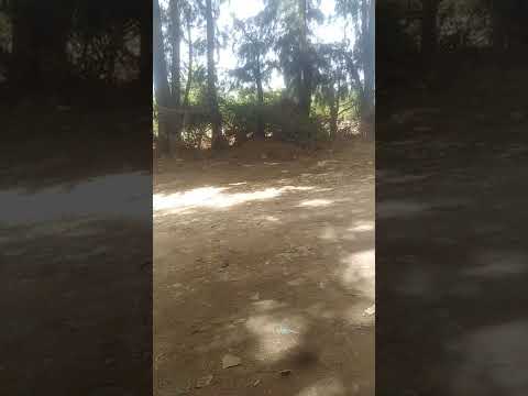 شرح بعض النوطات تاع الروسينيول طاطا ويس بور ويس إلى اخ 