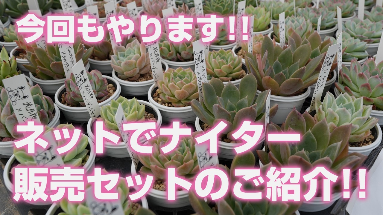 今季販売終了！多肉植物 セット 07/11/2026 [Succulents] Introducing Our Online Night Sale Set