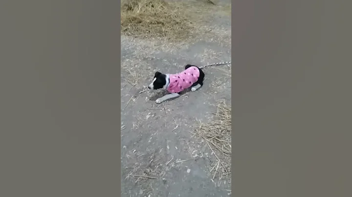 My pup Po