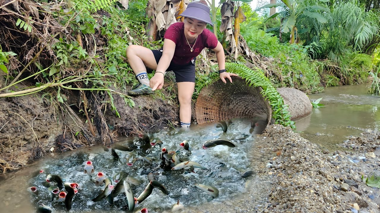 The girl uses a simple way of trapping fish, trapping a lot of big fish ...