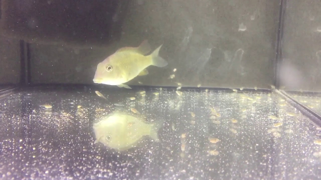 Серьезная мамаша Geophagus steindachneri(Геофагус Штайндахнера)никак не хотела позировать с малышами