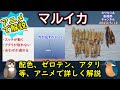 《アニメで解説：【マルイカ】の釣り方》【マルイカ釣り】の釣り方について解説。【ゼロテン】【スッテの配色】【タタキ】【あたり】についてアニメで詳しく解説します。