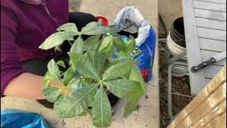 #BENIFITS OF #MONEY TREE PLANT/WHAT DOES THE LEAVES REPRESENTS